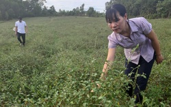 Vợ chồng trẻ biến vùng đất đồi khô cằn thành vườn dược liệu