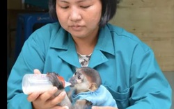 Thảo Cầm Viên Sài Gòn dừng kêu gọi cộng đồng hỗ trợ