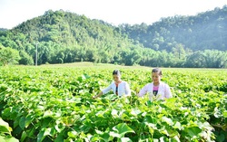Đầu tàu chèo lái vùng rau an toàn xứ Mường 