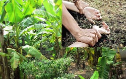 Hà Nội: Truy tìm đối tượng bắt cháu bé 12 tuổi đưa vào vườn chuối hiếp dâm