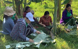 Trồng chuối lấy lá hạn chế rác thải nhựa, góp phần bảo vệ môi trường