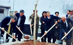 Chuyện chưa kể về cây bàng trong sân trại nữ Nhà tù Hỏa Lò  