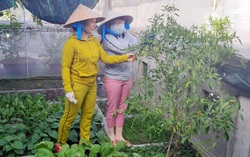 "Mỗi khi về quê lại thương và nhớ anh chị em ở đảo vô cùng"