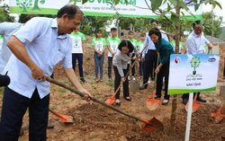 Vinamilk chung tay cùng người dân vừa trồng cây gây rừng, vừa tạo sinh kế