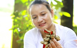 Tạo ra sản phẩm mang giá trị kinh tế cao từ hạt dổi xứ Mường