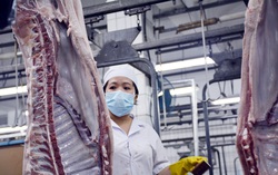 TPHCM: Giá thịt heo bình ổn tăng cao nhất 15.000 đồng/kg