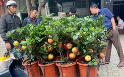 Nhiều người sắm cây táo giả lạ mắt giá 200-300 nghìn/cây về chơi Tết