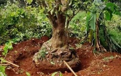 Trộm dùng xe cẩu để bứng cây Lộc Vừng giá hàng chục triệu