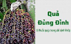 Hoạt chất "vàng" trong quả Đủng đỉnh - Chìa khóa cứu thoát người bệnh khớp.