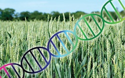 Lúa mì chuyển gene làm giảm ung thư