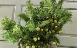 Cành thông tươi đón Noel sớm giá chỉ từ 130 nghìn đồng/cành