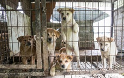 Xây dựng thành phố đầu tiên ở Việt Nam không tiêu thụ thịt chó, mèo
