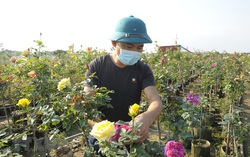 Thị trường cây cảnh khởi động sớm đón Tết Nhâm Dần