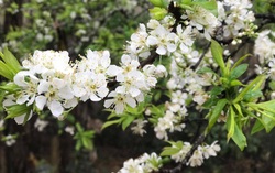 Xuân biên cương đào hồng và mận trắng