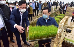 Bí thư và Chủ tịch Hà Nội cùng ra đồng cấy lúa