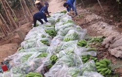 Nông dân ở "vựa chuối" Hải Dương lo mất trắng vụ Tết