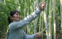 Khăn gói đi học trồng mía làm giàu