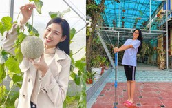 Nhà Hoa hậu Đỗ Thị Hà có vườn rau, cây trái sum suê và khu trồng lan rực rỡ