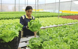 Hàn Quốc cho phép lao động nước ngoài hết hạn hợp đồng chuyển sang làm thời vụ