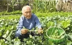 Nhờ ăn món này, nội tạng của cụ bà 102 tuổi vẫn như người 30 