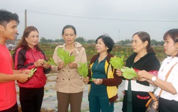 Phụ nữ Bình Định tích cực thực hiện “sản xuất sạch, chế biến sạch, tiêu dùng sạch"