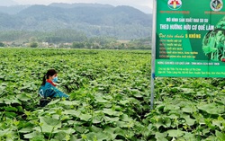 Nông nghiệp hữu cơ giúp nông dân phát triển kinh tế bền vững