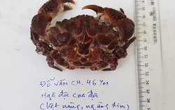 Liệt người, ngừng tim sau khi ăn cua mặt quỷ
