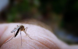 10 cách giúp bạn không bị muỗi đốt khi giao mùa nóng ẩm