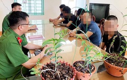 Công an tỉnh Hưng Yên cảnh báo lừa đảo mua bán lan đột biến