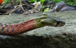 Bé 15 tháng tuổi bị rắn cắn tử vong