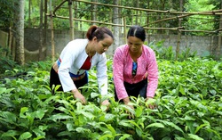 Mô hình ươm giống cây dổi nâng cao thu nhập cho phụ nữ Hòa Bình