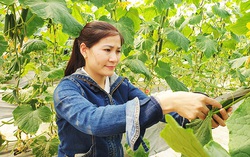 Tiền Giang: Tiếp tục hỗ trợ phụ nữ khởi nghiệp giữa đại dịch