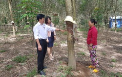 Agribank Kon Tum - Hiệu quả sau 5 năm triển khai cho vay thông qua tổ, nhóm