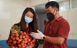 Anh nông dân chở 1 tấn vải Bắc Giang đã kiểm dịch xuống Hà Nội bán