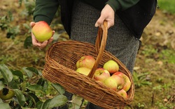 Trái cây mùa hè thơm ngon, bổ dưỡng nhưng các loại quả này có thể gây ung thư