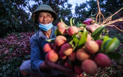 Chùm ảnh: Người dân Lục Ngạn soi đèn pin thu hoạch vải xuyên đêm