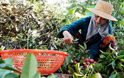 "Đổ mồ hôi, sôi nước mắt" thu hoạch vải Thanh Hà cuối mùa