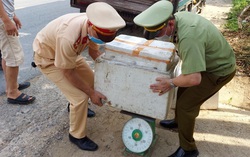 Vận chuyển hơn 100kg lòng lợn đã bốc mùi hôi thối đi tiêu thụ