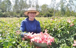 Vợ chồng khởi nghiệp từ niềm yêu thích dược liệu quý