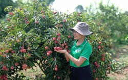 3 bạn trẻ thành lập hợp tác xã xây dựng thương hiệu cho vải thiều Lục Ngạn 