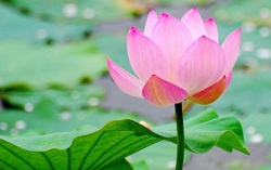 Mùa hè làm mật hoa sen ngát thơm giải nhiệt