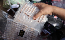 Cận cảnh tiêu hủy gần 500 con Đông trùng hạ thảo không nguồn gốc