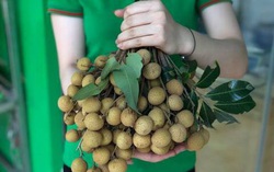 Hướng đến mục tiêu xuất khẩu nhãn Hưng Yên sang các nước châu Á lân cận