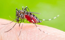 10 sinh vật nguy hiểm nhất đối với con người