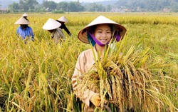 Mục tiêu giảm nghèo cần có số liệu phân tách giới, làm cơ sở đảm bảo lồng ghép giới