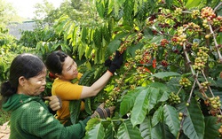 Cần thêm nguồn lực hỗ trợ nữ chủ doanh nghiệp phục hồi, phát triển