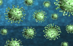 Tìm thấy chủng virus corona mới có nguồn gốc từ chó