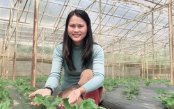 Trồng dâu với công nghệ thông minh 