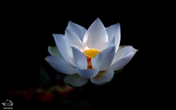 Mùa Vu Lan và những cánh cửa yêu thương