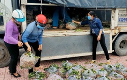 Hội LHPN Bến Tre hỗ trợ tiêu thụ hơn 285 tấn nông sản cho nông dân